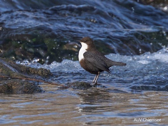 Wasseramsel