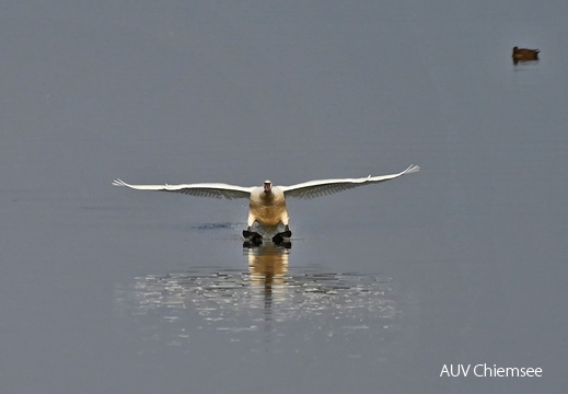 Schwan