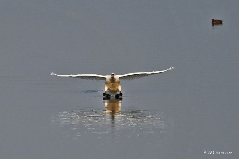 Schwan beim Landungsvorgang
Mit einem Klick! zur Fotogeschichte mit weiteren Bildern
Beobachtungsturm Hirschauer Bucht / 27.11.2021 / Foto: Sasha Jumanca
AktNatBeo-211127-sj-07-Schwan_Hirschauer-Bucht_Sasha-Jumanca-1140pix.jpg