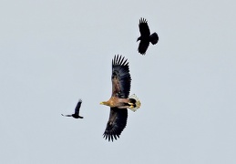 Seeadler