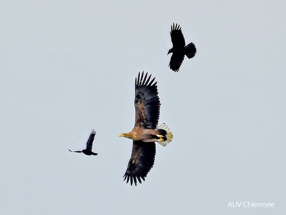 Seeadler