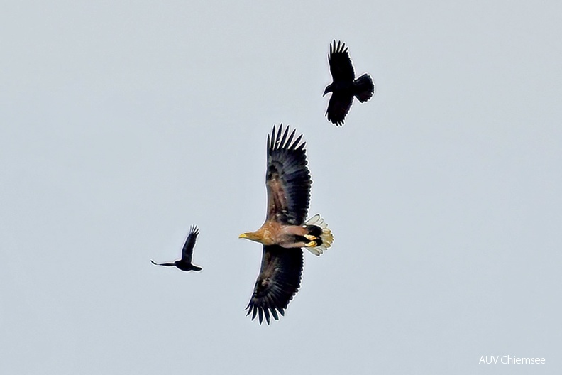 AktNatBeo-211127-sj-11-Seeadler_Hirschauer-Bucht_Sasha-Jumanca-1140pix.jpg