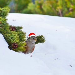 Alpenbraunelle als Weihnachtsbotschafter