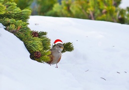 Alpenbraunelle als Weihnachtsbotschafter