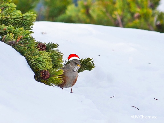 Alpenbraunelle als Weihnachtsbotschafter