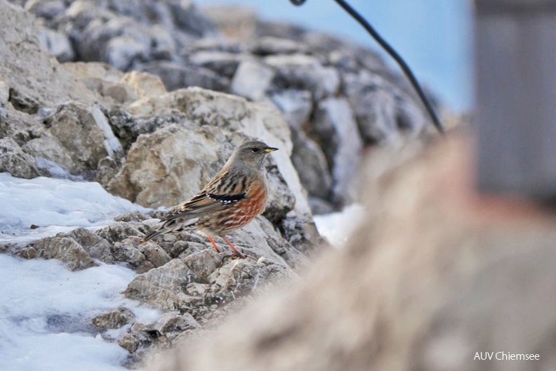 AktNatBeo-211223-ja-5_Alpenbraunelle-1140pix.jpg