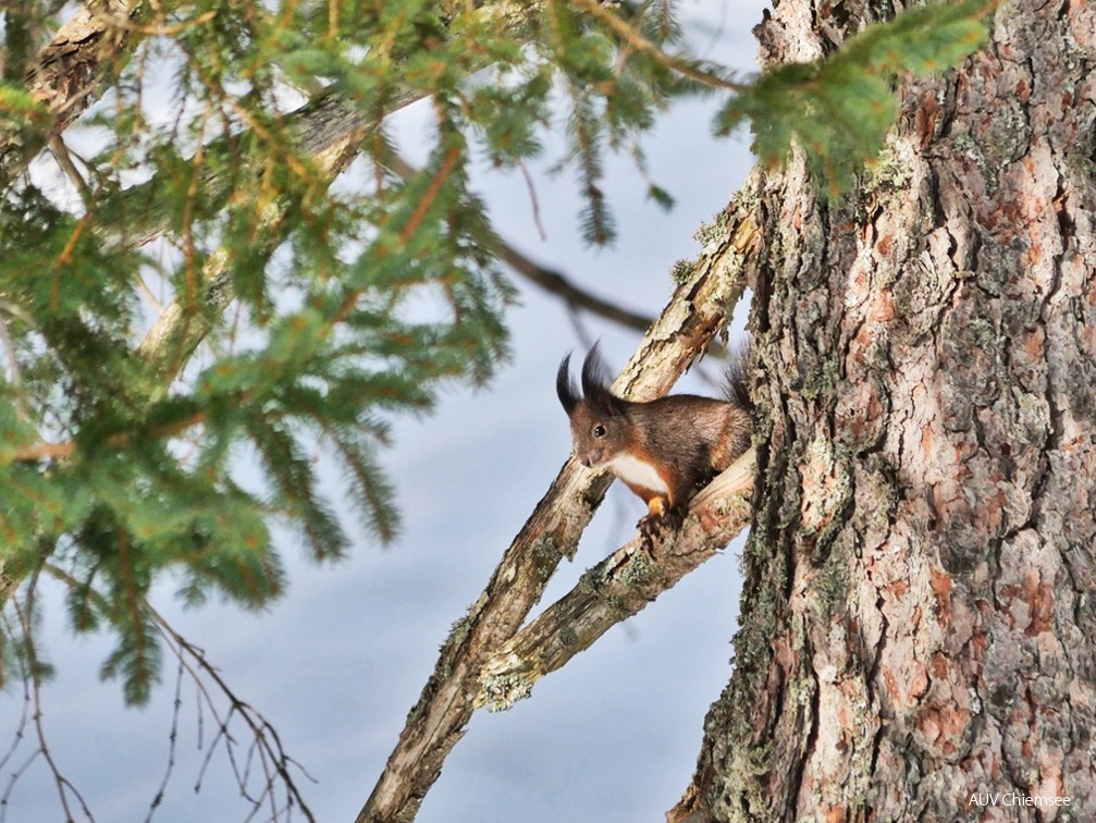 Eichhörnchen