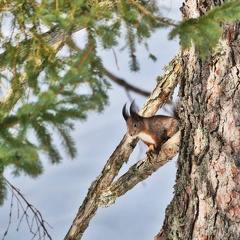 Eichhörnchen