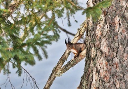 Eichhörnchen