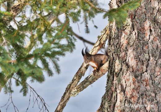 Eichhörnchen