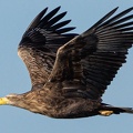 Seeadler