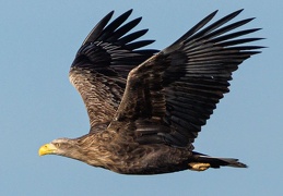 Seeadler