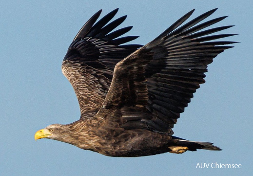 Seeadler