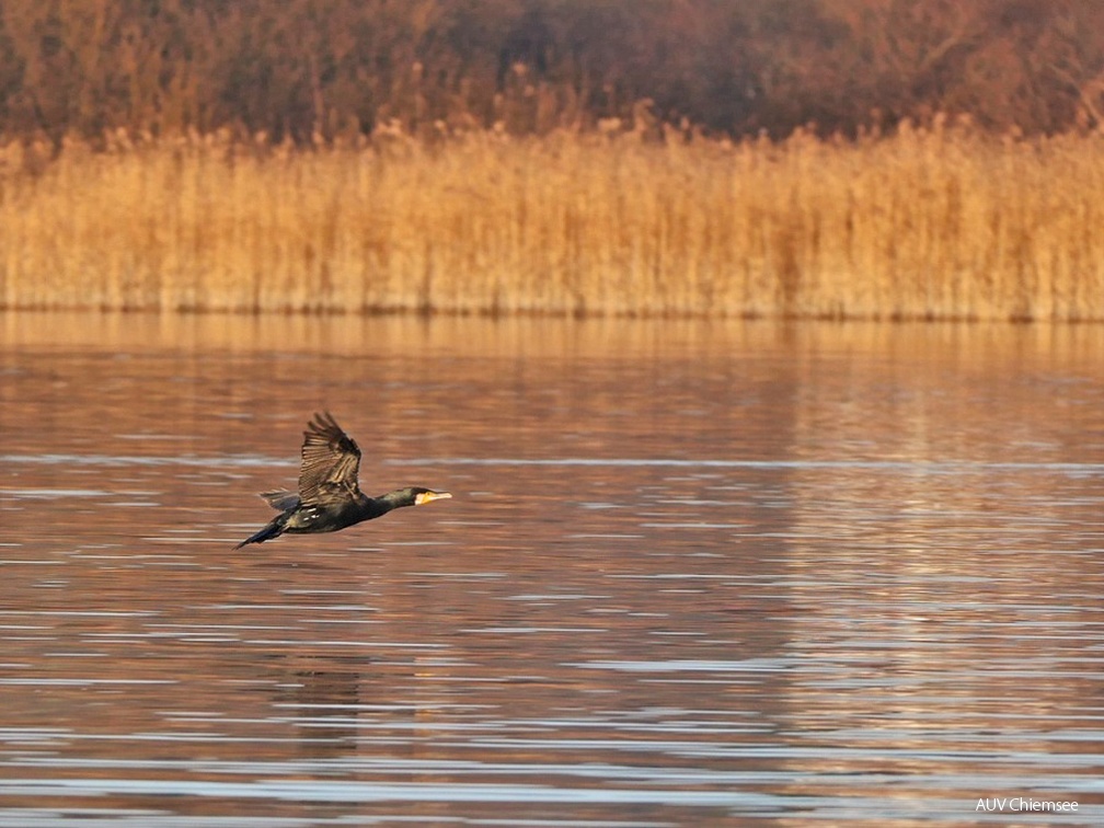 Kormoran