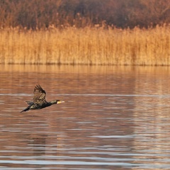 Kormoran