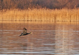 Kormoran