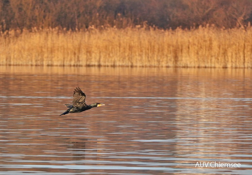 Kormoran