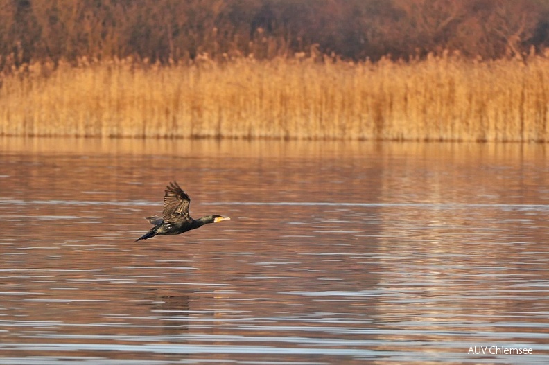 AktNatBeo-220102-ja-1_Kormoran-1140pix.jpg