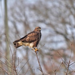 Mäusebussard