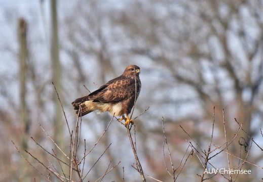Mäusebussard