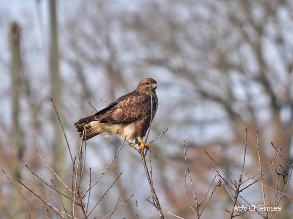 Mäusebussard