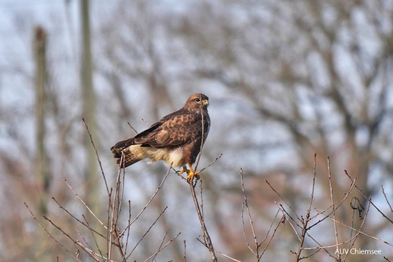 AktNatBeo-220102-ja-2_Maeusebussard-1140pix.jpg