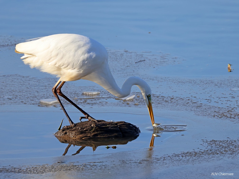 Silberreiher auf Fischfang