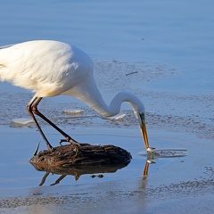 Silberreiher auf Fischfang