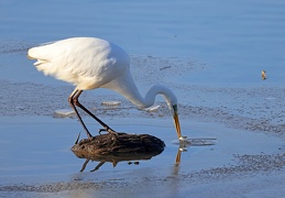 Silberreiher auf Fischfang