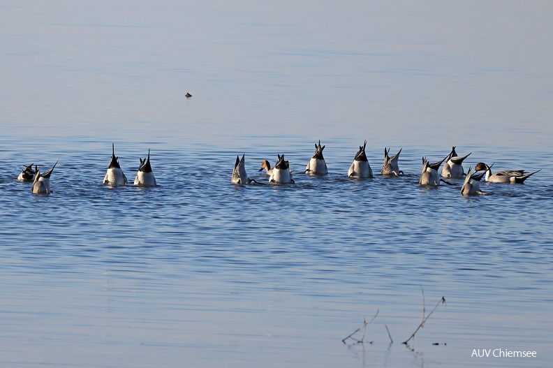 AktNatBeo-220126-hw-15_Spiessenten_gruendelnd-HB_7Y4A4265.jpg