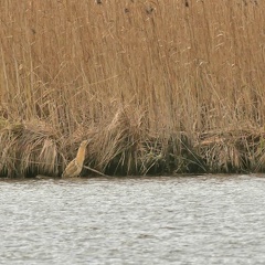 Rohrdommel