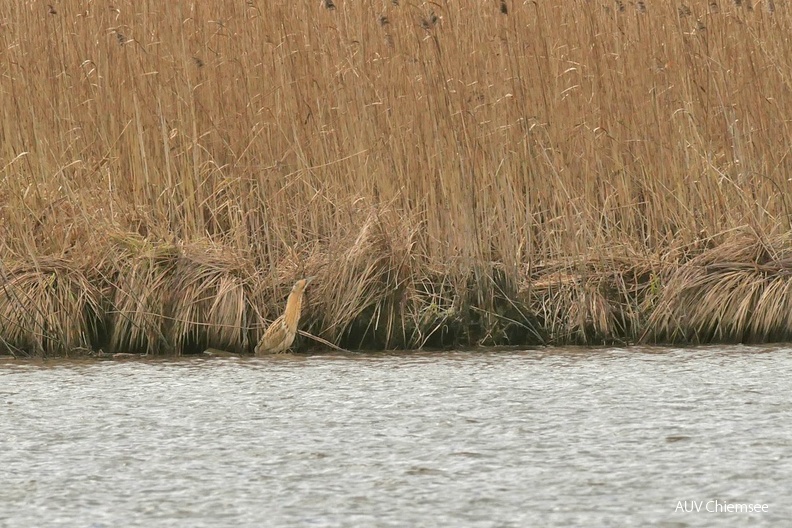 Rohrdommel
Mit einem Klick! zur Fotogeschichte mit weiteren Bildern
zwischen Prien und Bernau-Felden / 4. Februar 2022 / Foto: Johannes Almer
AktNatBeo-220204-ja-11_Rohrdommel-1140pix.jpg