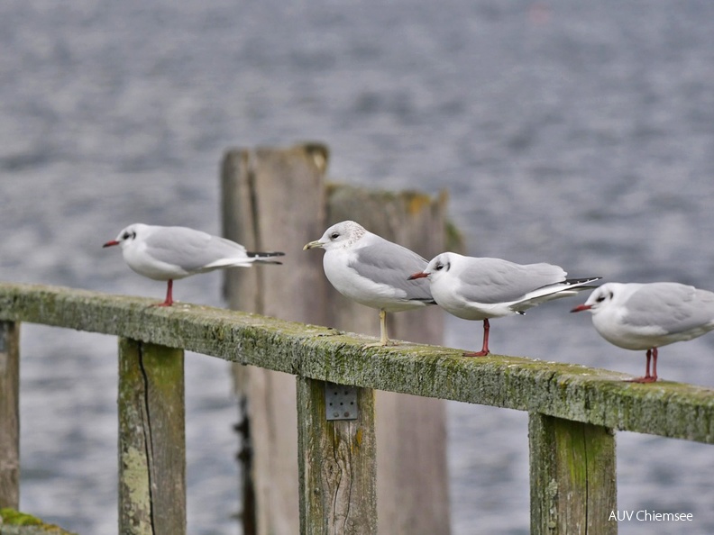 Sturmmöwen
Mit einem Klick! zur Fotogeschichte mit weiteren Bildern
zwischen Prien und Bernau-Felden / 4. Februar 2022 / Foto: Johannes Almer
AktNatBeo-220204-ja-08_Sturmmoewe-1140pix.jpg