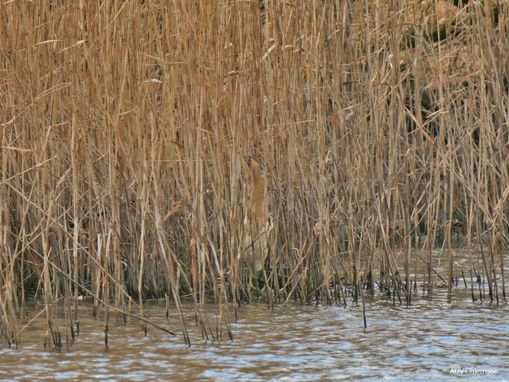 Suchbild - Rohrdommel