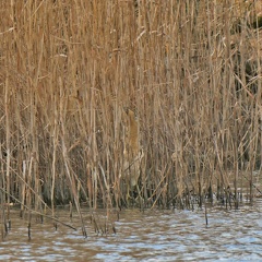 Suchbild - Rohrdommel