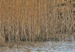 Suchbild - Rohrdommel