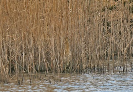 Suchbild - Rohrdommel