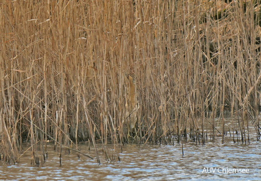 Suchbild - Rohrdommel