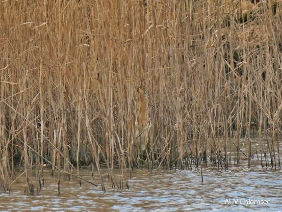 Suchbild - Rohrdommel