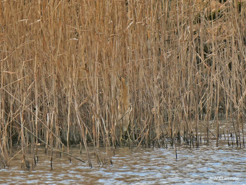 Suchbild - Rohrdommel