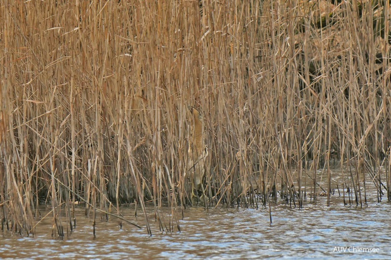 AktNatBeo-220204-ja-10_Rohrdommel-1140pix.jpg