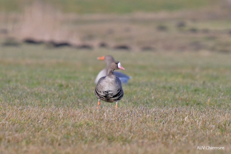 Blässgans
Mit einem Klick! zur Fotogeschichte mit weiteren Bildern
zwischen Prien und Bernau-Felden / 4. Februar 2022 / Foto: Johannes Almer
AktNatBeo-220204-ja-03_Blaessgans-1140pix.jpg