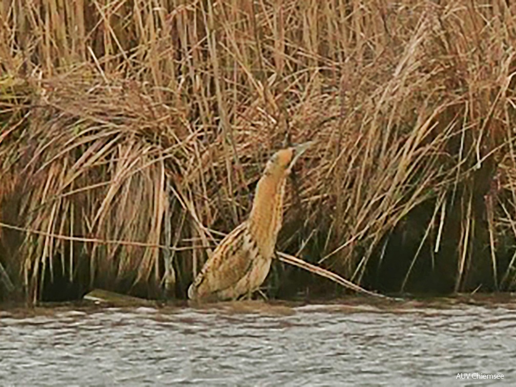 Monatsstartbild Februar Rohrdommel