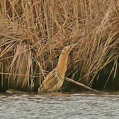 Monatsstartbild Februar Rohrdommel