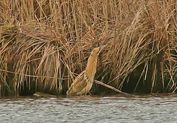 Monatsstartbild Februar Rohrdommel