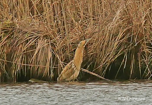 Monatsstartbild Februar Rohrdommel