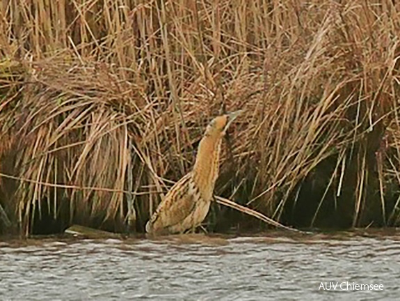 Monatsstartbild Februar Rohrdommel