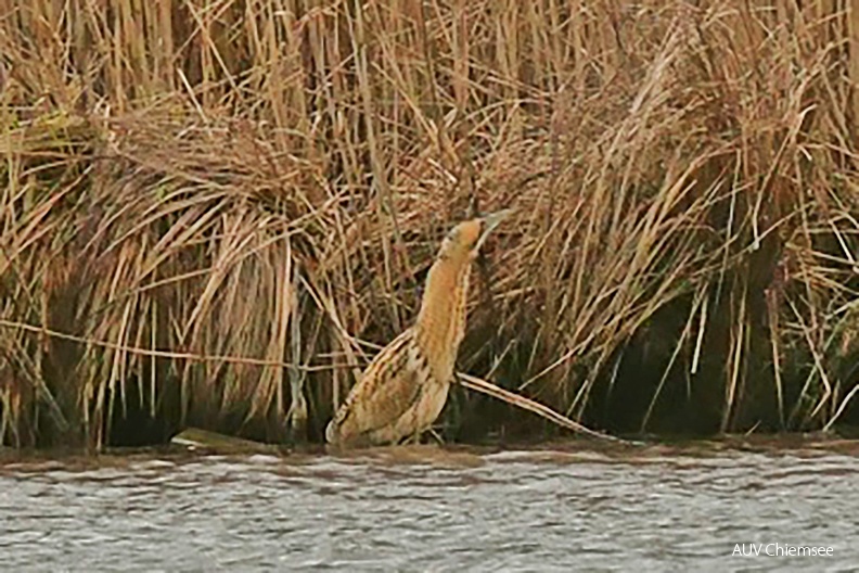 Monatsstartbild Februar
Rohrdommel
Mit einem Klick! zur Fotogeschichte mit weiteren Bildern
zwischen Prien und Bernau-Felden / 4. Februar 2022 / Foto: Johannes Almer
AktNatBeo-220204-ja-11_Rohrdommel-Ausschnitt-1140pix.jpg