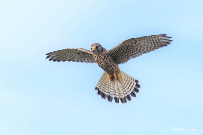 Turmfalke
Mit einem Klick! zur Fotogeschichte mit weiteren Bildern
im Bereich von Truchtlaching / 10.02.2022 / Foto: Andreas Hartl
AktNatBeo-220210-ah-08-Turmfalke_Truchtlach_(3).jpg