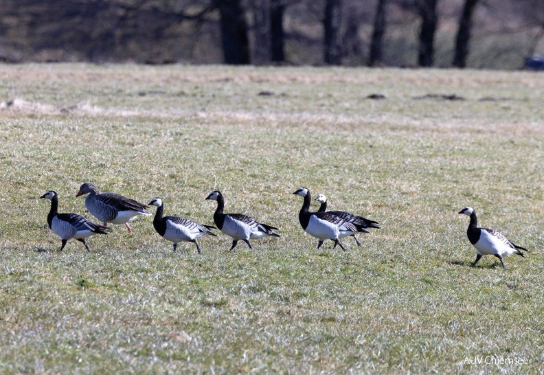 Weißwangengänse
Mit einem Klick! zur Fotogeschichte mit weiteren Bildern
an der Schafwaschener Bucht / 10.02.2022 / Foto: Andreas Hartl
AktNatBeo-220210-ah-10-Weisswangengaense_Schafwaschen.jpg